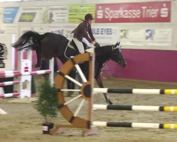 broodmare So a nice Girl (Oldenburg show jumper, 2009, from Stalypso) broodmare So a nice Girl (Oldenburg show jumper, 2009, from Stalypso)