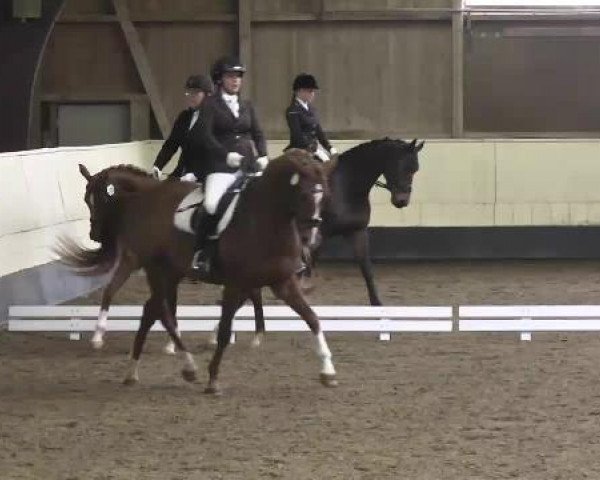 dressage horse T.M. La Strada ox (Thoroughbred, 1999)