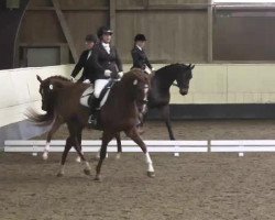 dressage horse T.M. La Strada ox (Arabian purebred, 1999)