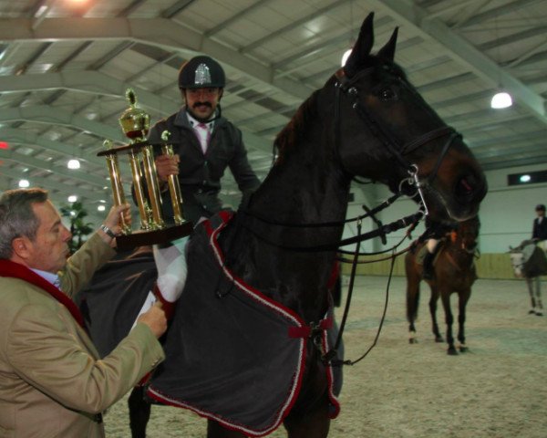 horse Rudi 142 (Hanoverian, 1998, from Rabino)