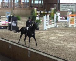 jumper Dior Ella Mr (KWPN (Royal Dutch Sporthorse), 2008, from Douglas)