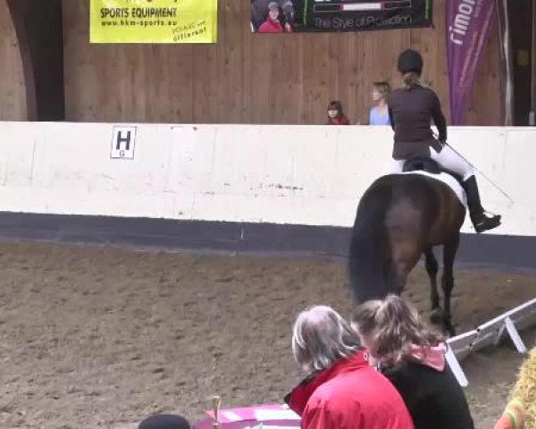 dressage horse La Paz 81 (Holsteiner, 2003, from Lacantus)