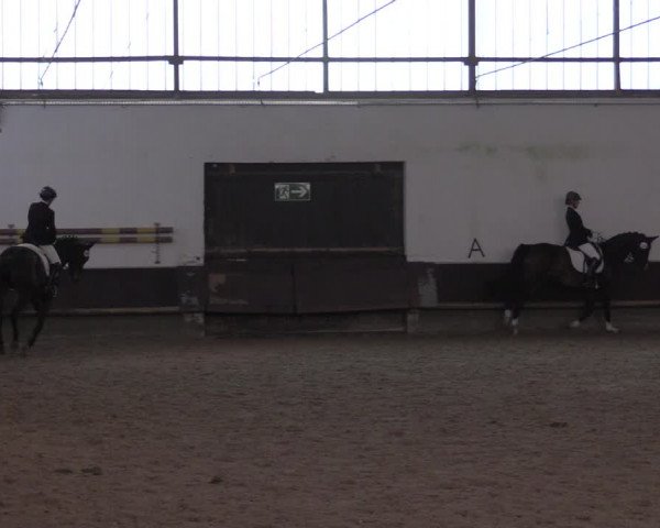 Reitturnier Albersloh 2020