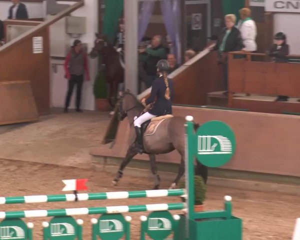 Pferd Delicia (unbekannt, 2007)