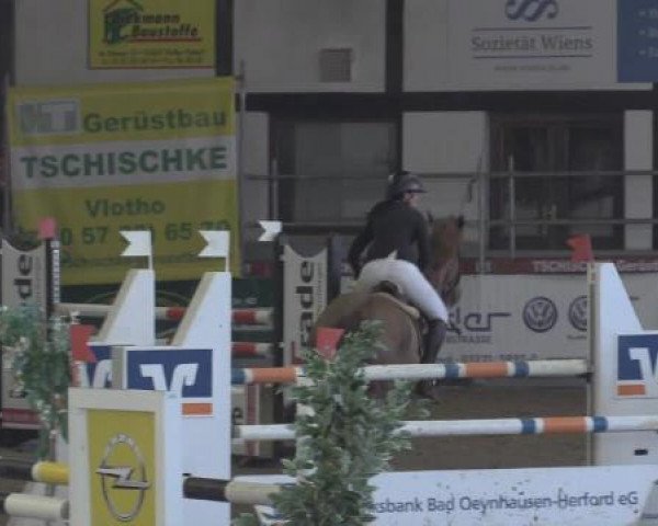 Springpferd Chesster (KWPN (Niederländisches Warmblut), 2003, von Nassau)