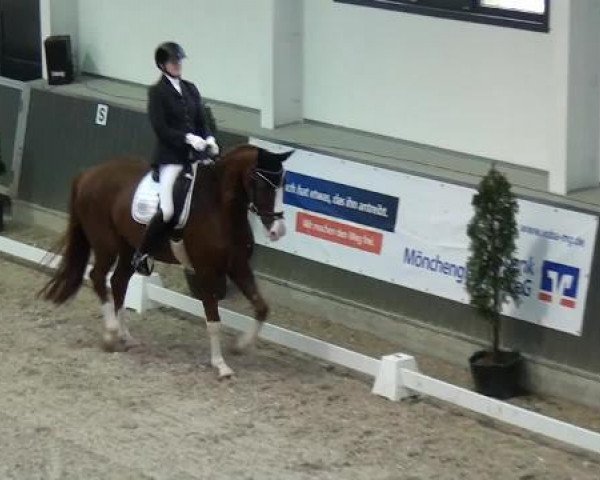 dressage horse Smarti 11 (Rhinelander, 2008, from Swarovski)