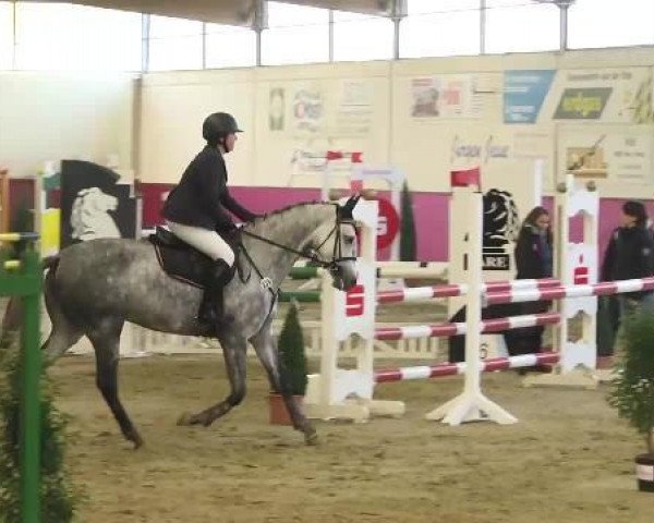 jumper Lady Clearway -S (Holsteiner, 2009, from Clearway)