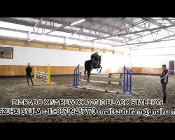 horse Diarado's Son (Oldenburg show jumper, 2010, from Diarado)