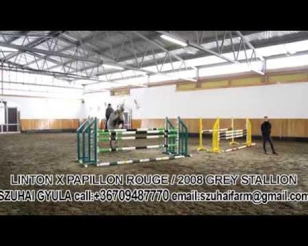 horse Linton Rouge (Oldenburg show jumper, 2008, from Hh Linton)