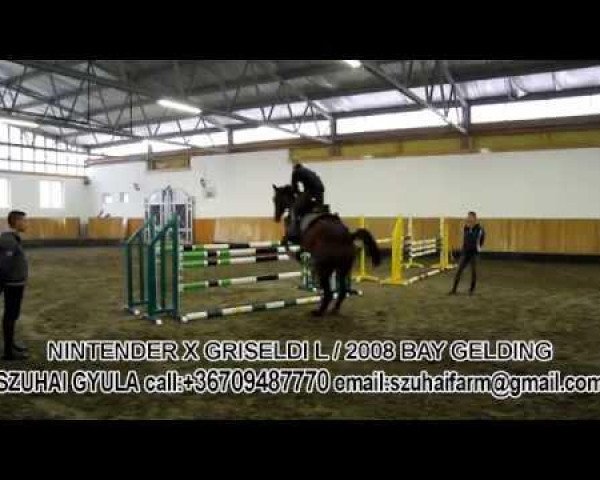 horse Ninteng (Oldenburg, 2008, from Nintender)