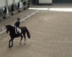 dressage horse Bentley (Rhinelander, 2008, from Biasini)