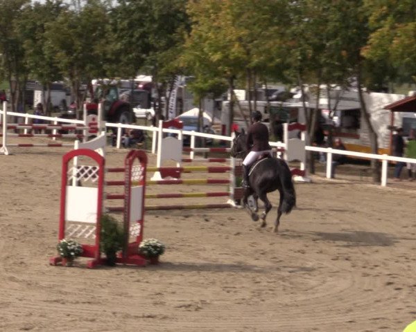 Reitturnier Bad Schmiedeberg 2020
