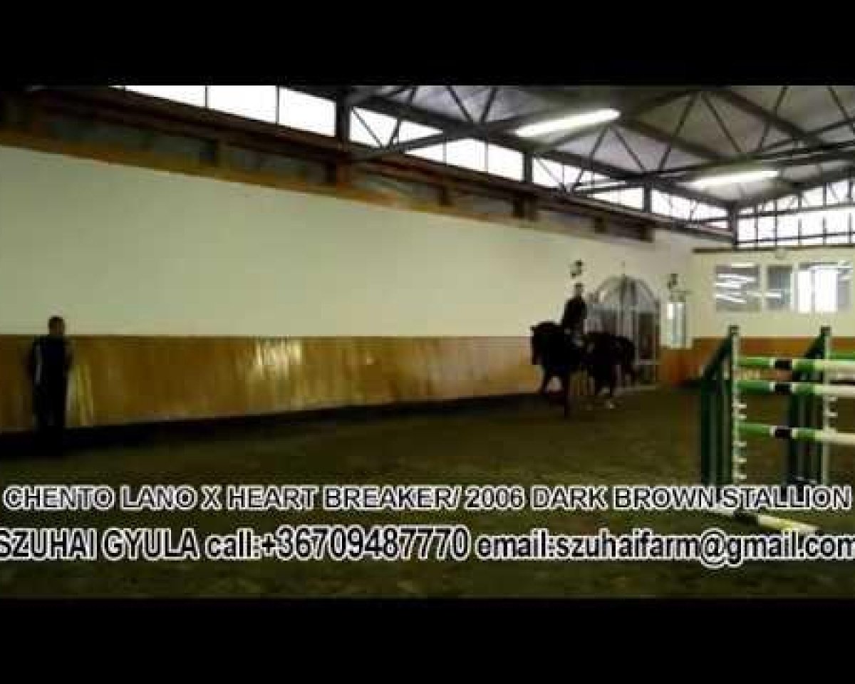 horse Callisto Dwerse Hagen Z (Zangersheide riding horse, 2006, from Cento Lano)