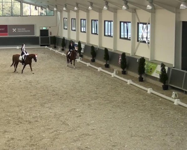 horse Belice Shalima (Rhinelander, 2010, from Bravissimo)