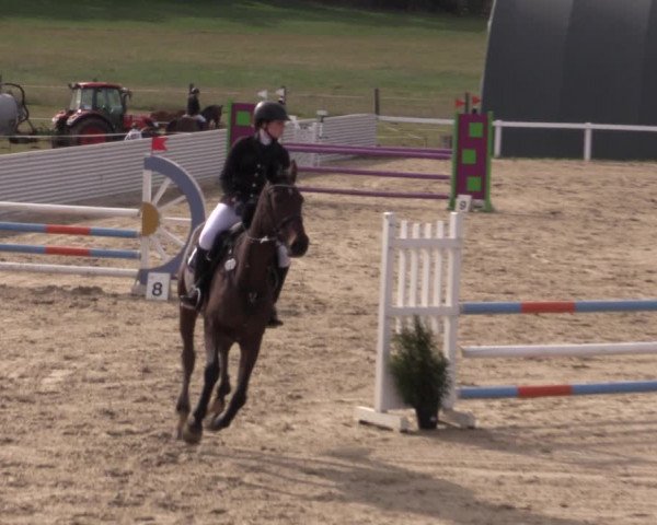 Reitturnier Bad Schmiedeberg 2020