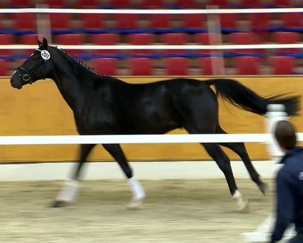 horse Hengst von Damsey (Oldenburg, 2012, from Damsey FRH)
