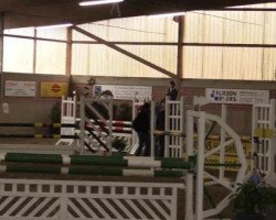 jumper Corason 7 (Westphalian, 2010, from Camax L)
