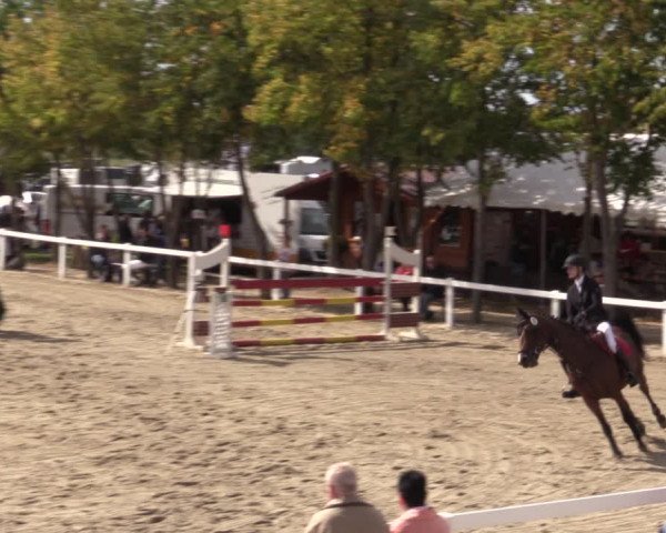Reitturnier Bad Schmiedeberg 2020