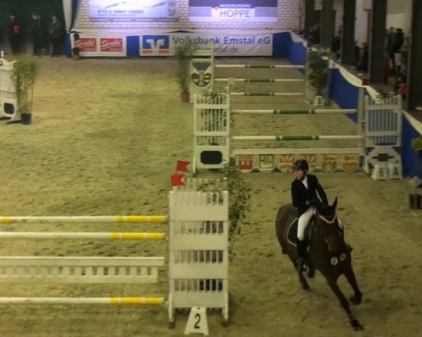 horse Montana M (Brandenburg, 2001, from Münchhausen)