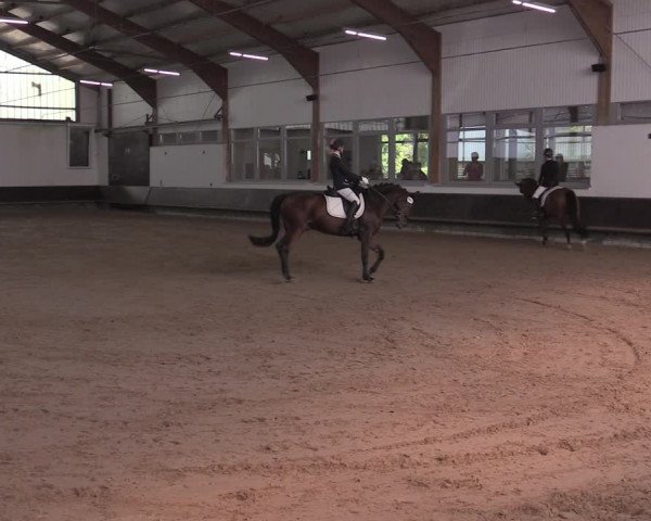 Reitturnier Albersloh 2020
