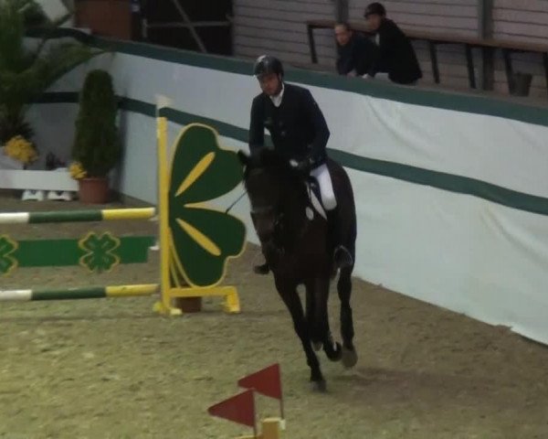 Springpferd Brombie (Rheinländer, 2010, von Contago)
