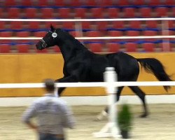 Dressurpferd Fürstinio (Oldenburger, 2012, von Fürstenball)