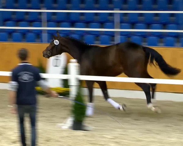 horse Hengst von Fürst Romancier (Oldenburg, 2012, from Fürst Romancier)