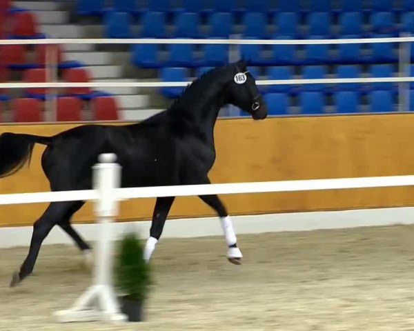Dressurpferd Flash Dance ST (Oldenburger, 2012, von Fürst Romancier)
