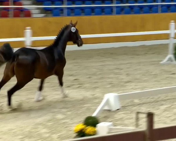 horse Hengst von Floricello (Swedish Warmblood, 2012, from Marburg's Floricello OLD)