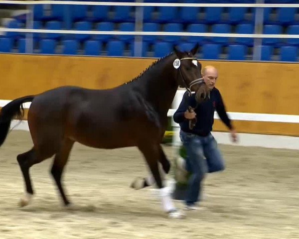dressage horse Fort Knox 12 (Oldenburg, 2012, from Fidertanz)
