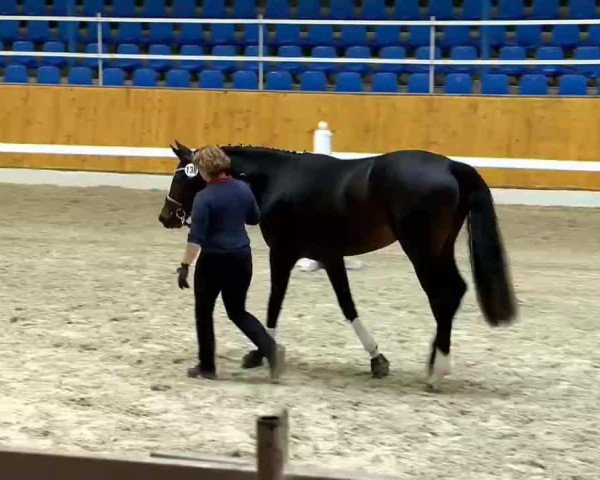 jumper Cherrygarden's So in Love (Finnish Warmblood, 2012, from Sancisco)