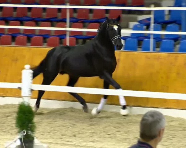 horse Founded (Oldenburg, 2012, from Foundation 2)
