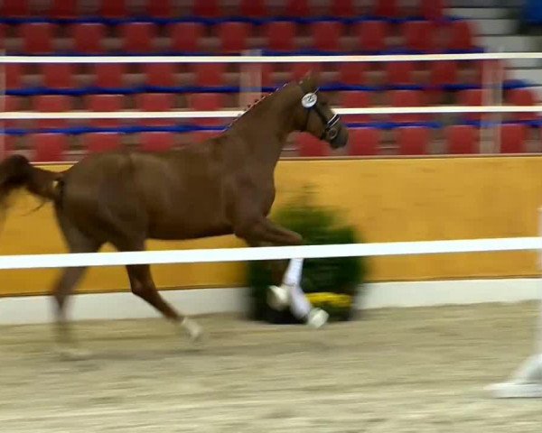 Pferd Hengst von Floricello (Oldenburger, 2012, von Marburg's Floricello OLD)