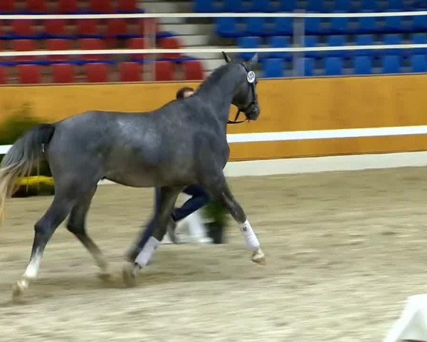 horse Hengst von Fairbanks (Oldenburg, 2012, from Fairbanks)