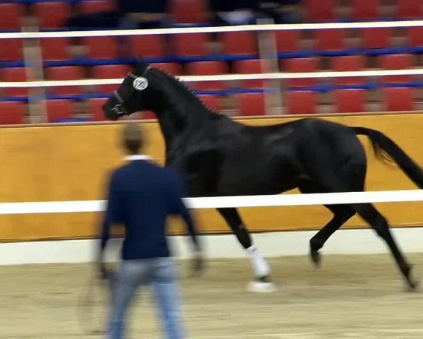 horse Hengst von Don Olymbrio L (Oldenburg, 2012, from Don Olymbrio)