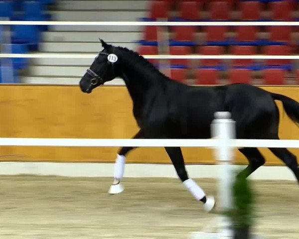 horse Herpenaar (KWPN (Royal Dutch Sporthorse), 2012, from Charmeur)