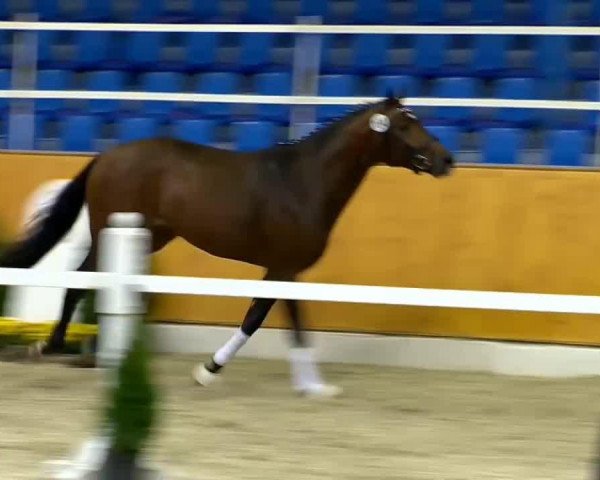 stallion Gammelenggards Zappa (Danish Warmblood, 2012, from Zonik)