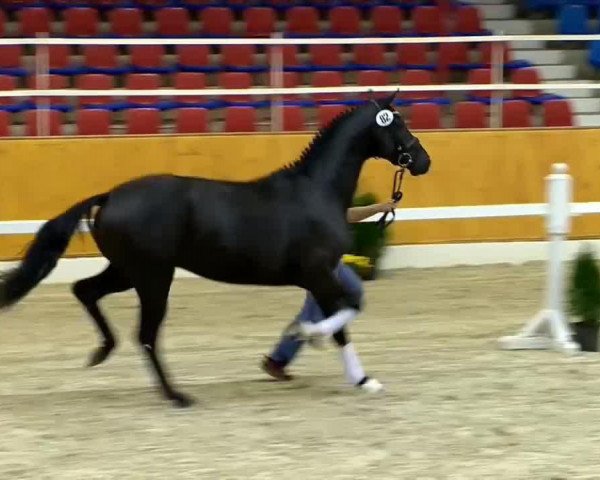 horse Hengst von Detroit (Oldenburg, 2012, from Detroit)