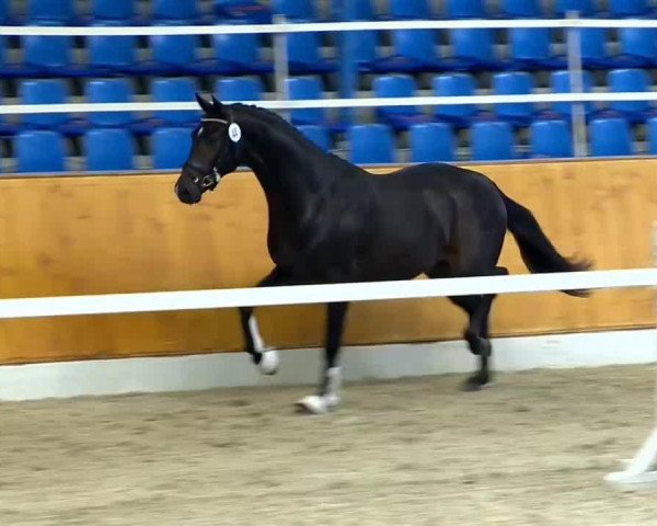 horse Hengst von Daily Deal (Oldenburg, 2012, from Daily Deal)