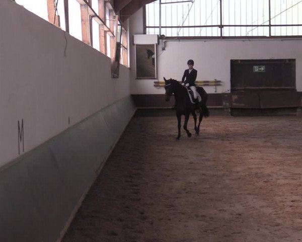 Reitturnier Albersloh 2020