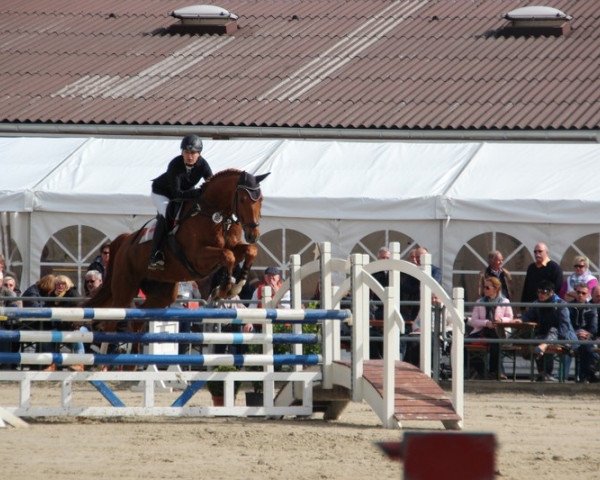 jumper Defago (Westphalian, 2007, from Del Cento)