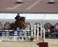 jumper Defago (Westphalian, 2007, from Del Cento)