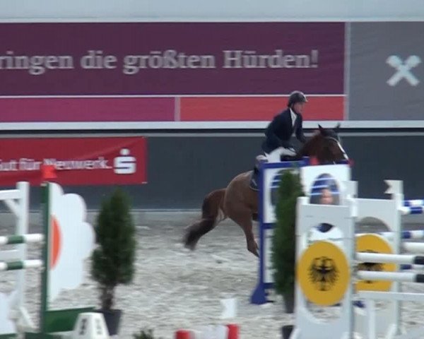 jumper Calvin 113 (Oldenburg, 2006, from Calvaro Z)