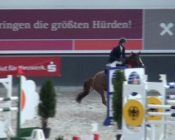 jumper Calvin 113 (Oldenburg, 2006, from Calvaro Z)