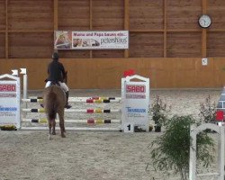 jumper Chapot 6 (Holsteiner, 2010, from Colman)