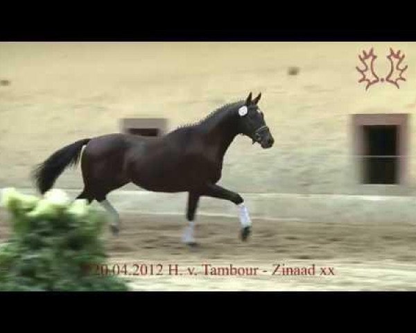 Pferd Dossini (Trakehner, 2012, von Tambour) Pferd Dossini (Trakehner, 2012, von Tambour)