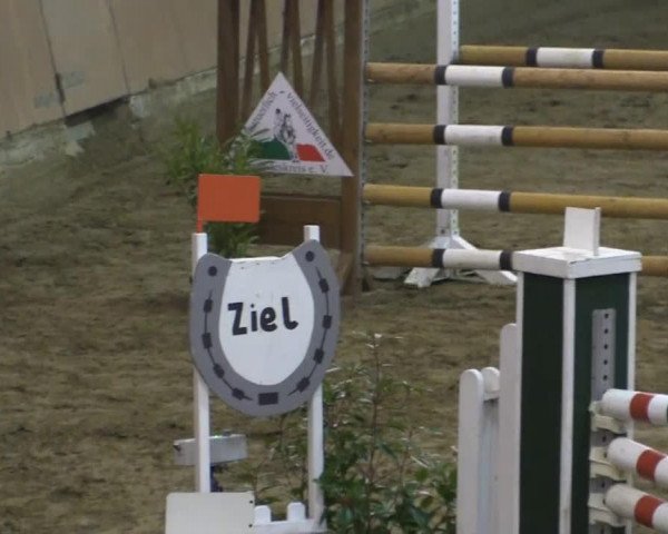 jumper Gina Fomia Z (Zangersheide riding horse, 2009, from Galisco du Mesnil)