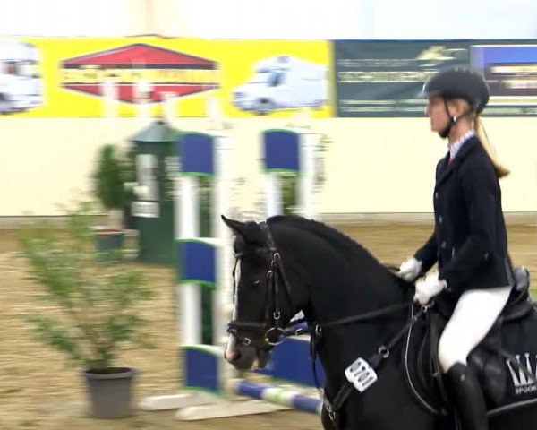 jumper Dako 7 (German Riding Pony, 2005, from D'Artagnon)