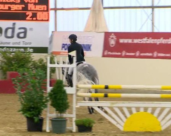 jumper Diador (Belgian Warmblood, 2007, from Diabeau)