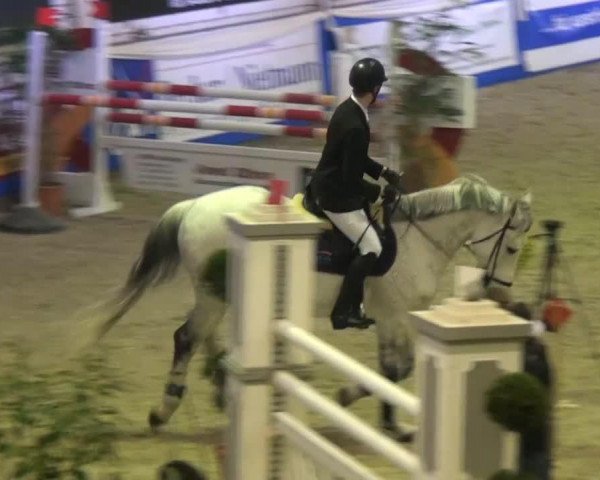 jumper Bentley 89 (KWPN (Royal Dutch Sporthorse), 2006, from Odermus R)